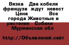  Вязка ! Два кобеля француза ,ждут  невест.. › Цена ­ 11 000 - Все города Животные и растения » Собаки   . Мурманская обл.